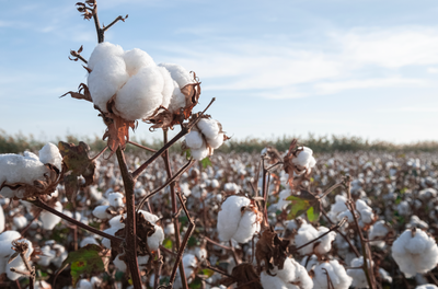 What Is the Difference Between Supima and Egyptian Cotton?