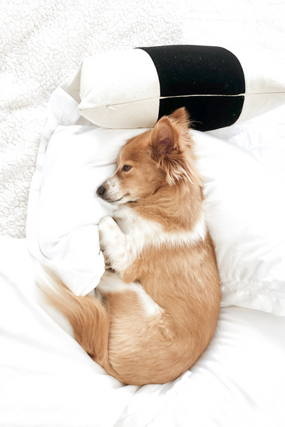 5 Must-Have Bedding Essentials for a Good Night’s Sleep